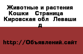 Животные и растения Кошки - Страница 2 . Кировская обл.,Леваши д.